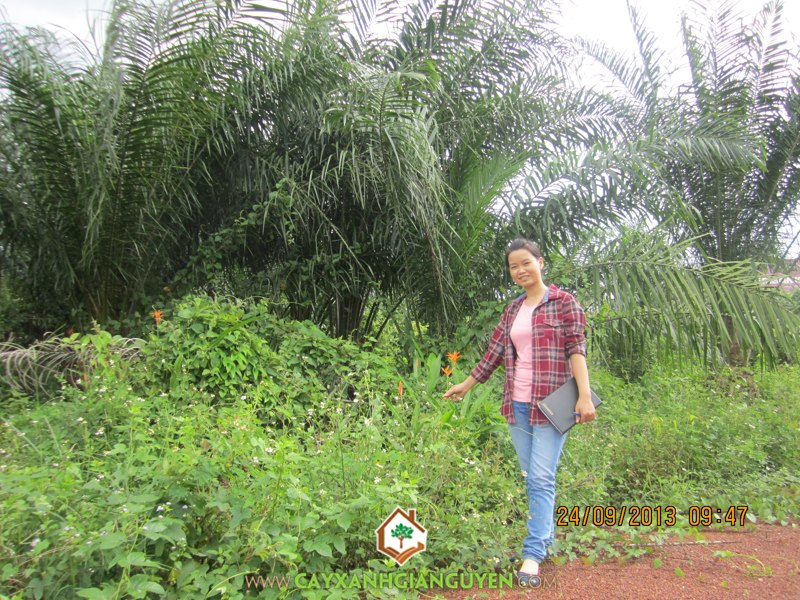 cây giống Gia Nguyễn, Nguyễn Công Quang, cây cảnh, cây giống lâm nghiệp, cây công trình