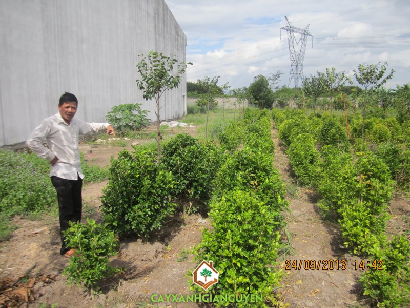 cây giống Gia Nguyễn, Nguyễn Công Quang, cây cảnh, cây giống lâm nghiệp, cây công trình