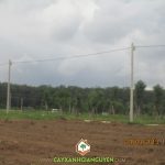 CÂY XANH GIA NGUYỄN CUNG CẤP CÂY CHO KHU DÂN CƯ BẮC ĐỒNG PHÚ