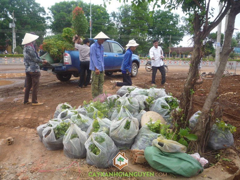 Cây Xanh Gia Nguyễn, KCN Đồng Xoài 2, Cây công trình, Cây giống lâm nghiệp, Khu Công Nghiệp