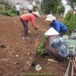 CÂY XANH GIA NGUYỄN THI CÔNG CẢNH QUAN KCN ĐỒNG XOÀI 2