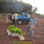 CÂY XANH GIA NGUYỄN CÓ ĐƠN HÀNG ONLINE