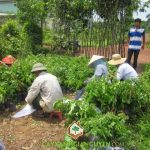 CÂY XANH GIA NGUYỄN CÓ ĐƠN HÀNG ONLINE CUNG CẤP CÂY CẨM LAI