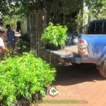 CÂY XANH GIA NGUYỄN CUNG CẤP CÂY SƯA ĐỎ CHO ANH PHAN THANH TÙNG