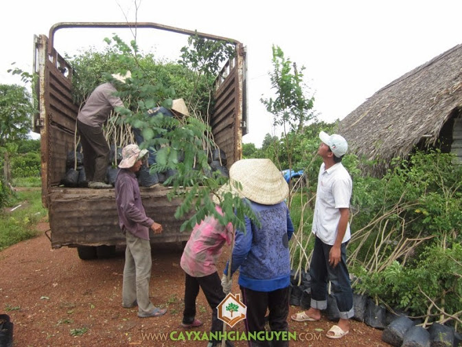 Cây Xanh Gia Nguyễn cung cấp cây Cẩm Lai ở Cần Thơ