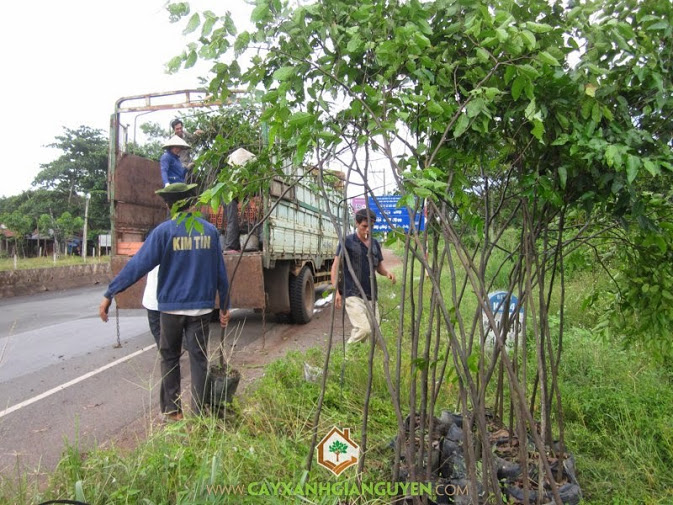 Cây Xanh Gia Nguyễn cun g cấp cây Sao Đỏ cho khách hàng.