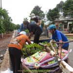 CÂY XANH GIA NGUYỄN CUNG CẤP CÂY ĐIỀU Ở ĐỒNG PHÚ, BÌNH PHƯỚC