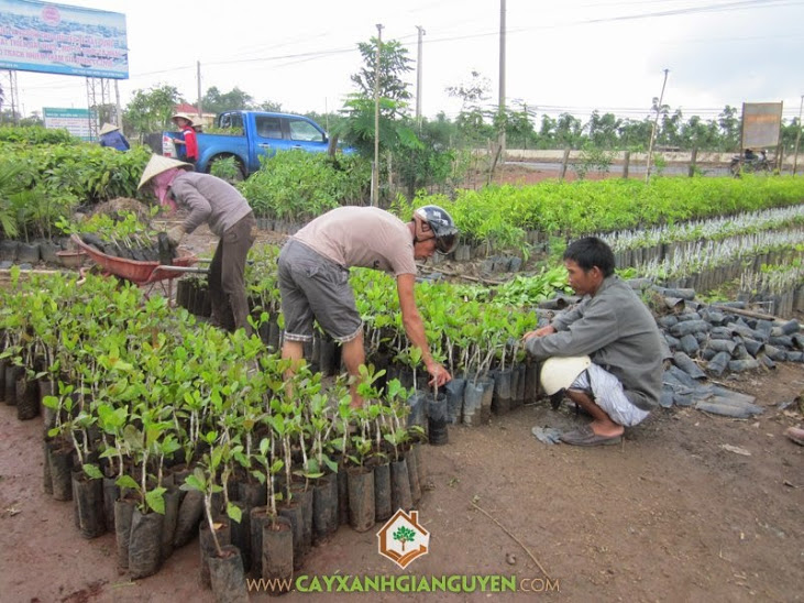 Cây Xanh Gia Nguyễn cung cấp cây Điều giống cho khách hàng.