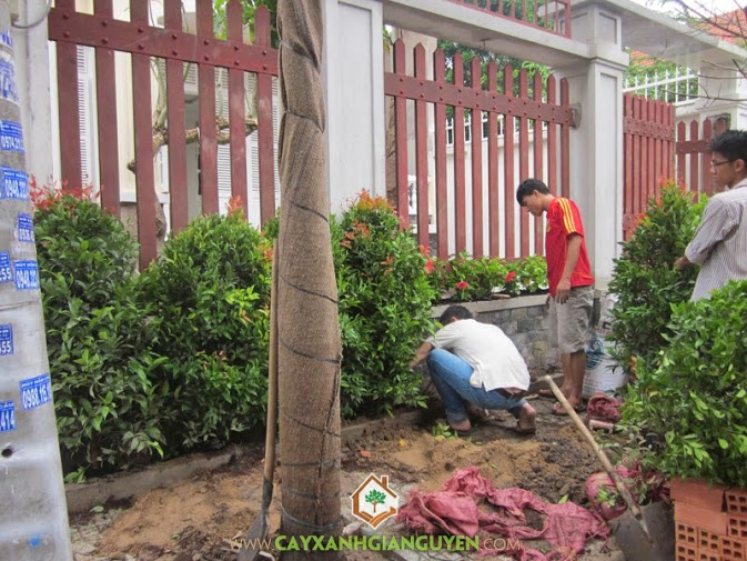 Cây Xanh Gia Nguyễn trồng cây công trình cho khách hàng.