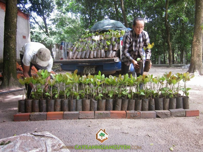 Cây Xanh Gia Nguyễn cung cấp cây Điều cho khách hàng.