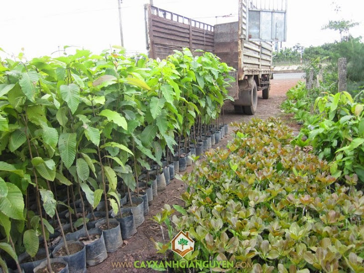 Cung cấp cây giống lâm nghiệp cho khách hàng.