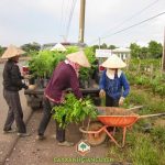 CÂY XANH GIA NGUYỄN CUNG CẤP CÂY SƯA ĐỎ CHO BỘ ĐỘI Ở ĐỒNG XOÀI