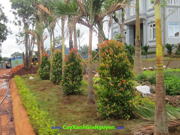 cây xanh Gia Nguyễn, cây công trình, vườn ươm cây xanh Gia Nguyễn, cây giống công trình, cung cấp cây công trình