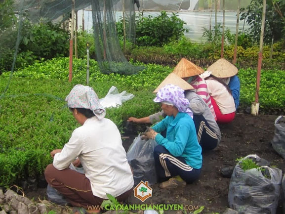 cây giống, cây xanh Gia Nguyễn, cây giống lâm nghiệp, Công ty cây xanh Gia Nguyễn, cung cấp cây giống lâm nghiệp