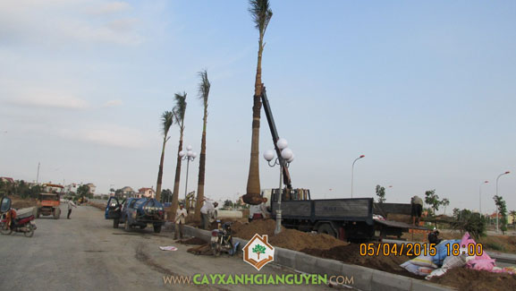 Công ty cây xanh Gia Nguyễn, cây cau vua pháp, cau vua pháp, cây xanh Gia Nguyễn, khu dân cư Bình Lợi