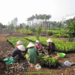 NĂM 2015 – MÙA TRỒNG CÂY ĐẾN SỚM