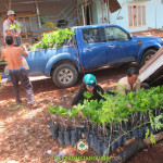 CÔNG TY CÂY XANH GIA NGUYỄN CUNG CẤP CÂY ĐIỀU GIỐNG CHO ANH HỒ HIỀN CHIẾN Ở BÌNH PHƯỚC