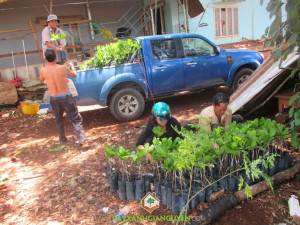 cây xanh gia nguyễn, cung cấp cây điều, cây điều giống, cây xanh, cây xanh gia nguyễn cung cấp điều giống