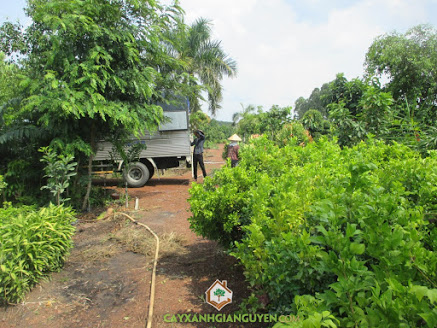 Công ty cây xanh Gia Nguyễn, cây hồng lộc, cây xanh Gia Nguyễn, cây giống, cung cấp cây giống