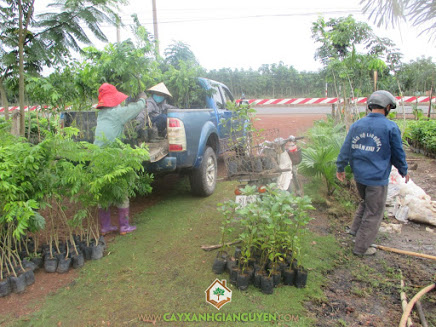 Công ty cây xanh Gia Nguyễn, cung cấp cây giống, cây sưa đỏ, cây giống, vườn ươm cây giống