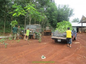 Cây xanh Gia Nguyễn, cây dầu rái, cây giống, cung cấp cây giống, cây giống lâm nghiệp