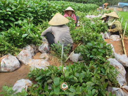 Cây xanh Gia Nguyễn, cây gáo vàng, cây giống, cung cấp cây giống, công ty cây xanh Gia Nguyễn