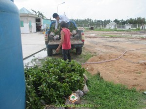 Cây xanh Gia Nguyễn, cây gáo vàng, cây giống, cung cấp cây giống, công ty cây xanh Gia Nguyễn