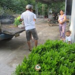CÔNG TY CÂY XANH GIA NGUYỄN CUNG CẤP KEO LAI Ở BÌNH DƯƠNG
