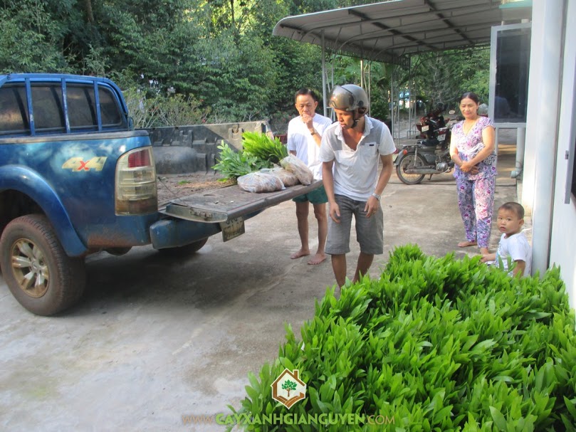 Công ty cây xanh Gia Nguyễn, cây keo lai, cây giống lâm nghiệp, cây giống, chăm sóc