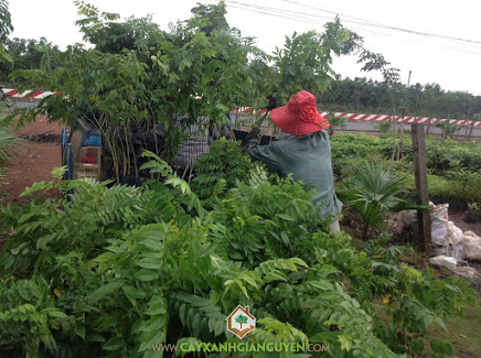 Cây xanh Gia Nguyễn, cây sưa đỏ, sưa đỏ, chăm sóc cây giống, cung cấp cây giống