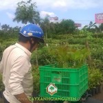 CÔNG TY CÂY XANH GIA NGUYỄN CUNG CẤP CÂY ĐIỀU CAO SẢN CHO ANH BẢO Ở BÌNH PHƯỚC