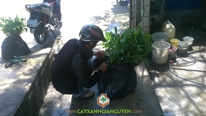Cây xanh Gia Nguyễn, Cây sao đen, cây xà cừ, Cây giống lâm nghiệp, gỗ sao đen