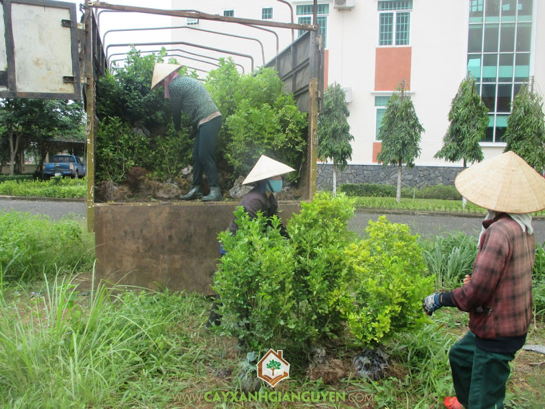 Cây xanh Gia Nguyễn, cây nguyệt quế, cây bông giấy, khu công nghiệp Bắc Đồng Phú, cây giống