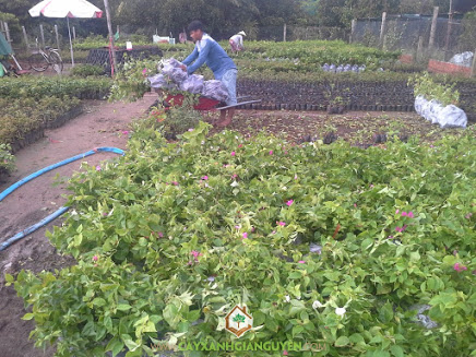 Công ty cây xanh Gia Nguyễn, Cây bông giấy, Cây hoa giấy, Cây xanh Gia Nguyễn, Cung cấp cây giống