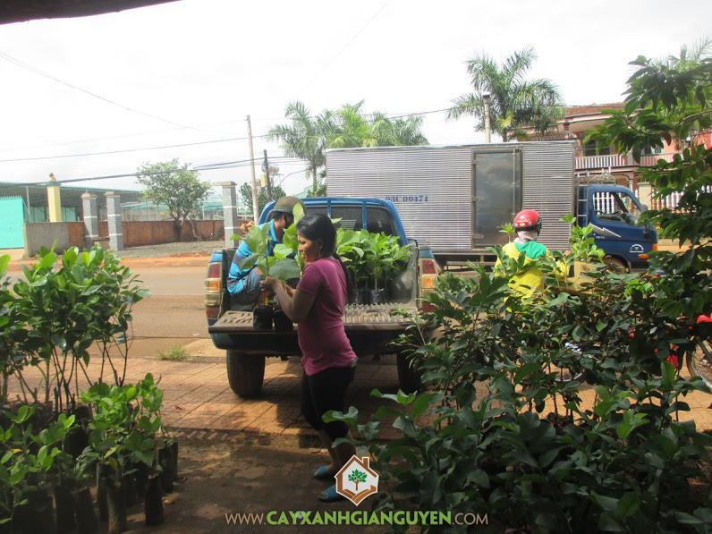 Công ty cây xanh Gia Nguyễn, cây giống, cung cấp cây giống, cây điều giống, cây giống lâm nghiệp