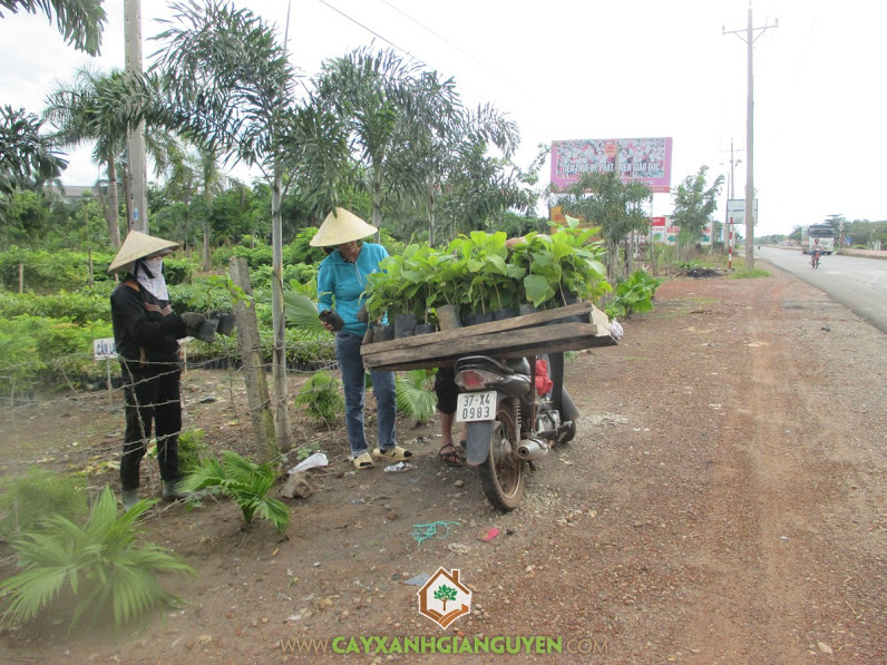 Công ty cây xanh Gia Nguyễn, Cây giá tỵ, Cây sao đen, Cây giống, Cây dừa xiêm lùn
