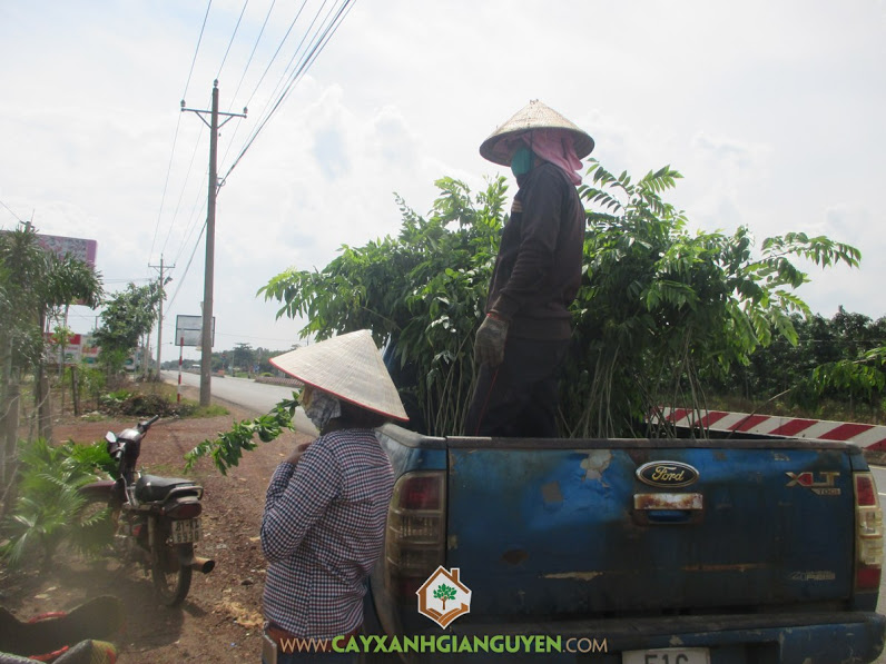 Công ty cây xanh Gia Nguyễn, Cây sưa đỏ, Các loại cây giống, Giống cây lâm nghiệp, Giá trị kinh tế cao