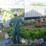 CÔNG TY GIA NGUYỄN CUNG CẤP CÂY KEO LAI CHO CÔNG TY CAO SU ĐỒNG PHÚ