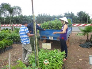Công ty cây xanh Gia Nguyễn, Cây gió bầu, Cây hoa sữa, Cây giống lâm nghiệp, Cây có giá trị kinh tế cao