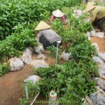 CÔNG TY CÂY XANH GIA NGUYỄN LIÊN TỤC CUNG CẤP GIỐNG CÂY THIÊN NGÂN CHO KHÁCH HÀNG