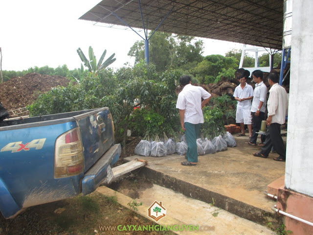 Công ty cây xanh Gia Nguyễn, Cây gõ đỏ, Gỗ gõ đỏ, Cung cấp giống cây trồng, Giống cây