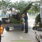 CÂY XANH GIA NGUYỄN CUNG CẤP CÂY NGỌC TRAI, TÙNG BÚP CHO CÔNG TY T.L.K Ở TP. HCM