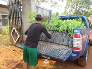 Cây Điều Thái Lan, Cây Xanh Gia Nguyễn, Cây Điều Thái Lan AB29, Trồng cây giống lâm nghiệp, Cây ăn trái