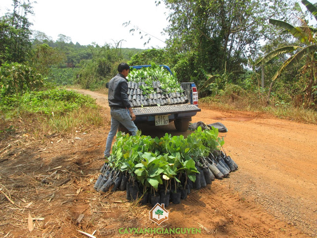 Cây Điều Thái Lan, Cây Xanh Gia Nguyễn, Kỹ thuật chăm sóc trồng cây, Cây lâm nghiệp, Điều của Bình Phước