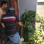 CÂY XANH GIA NGUYỄN CUNG CẤP 100 CÂY GỖ TRẮC CHO ANH THIẾT Ở SÓC TRĂNG