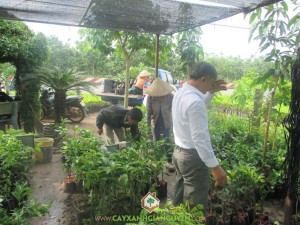 Cây giống ăn trái, Cây bưởi da xanh, Cây dừa xiêm lùn, Vườn ươm Gia Nguyễn, Vườn cây ăn trái