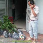CÂY XANH GIA NGUYỄN CUNG CẤP 100 CÂY BẰNG LĂNG CHO CHỊ TRANG Ở TP. HỒ CHÍ MINH