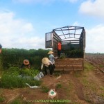 CÂY XANH GIA NGUYỄN CUNG CẤP 3600 CÂY GIỐNG LÂM NGHIỆP CHO ANH BÙI THÁI SƠN Ở HUYỆN BÌNH LONG, BÌNH PHƯỚC