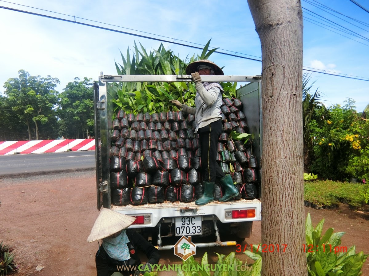 Cây Xanh Gia Nguyễn, Dừa Xiêm Lùn, Dâu Xiêm, Vườn ươm Cây Xanh Gia Nguyễn, Cây Dâu Xiêm