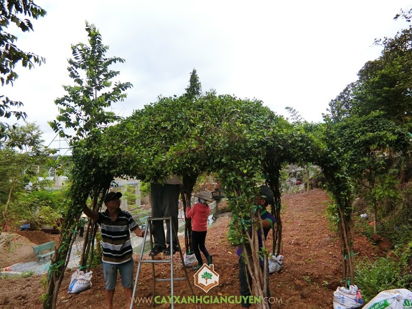 Vườn ươm Cây Xanh Gia Nguyễn, Chòi Kiểng, Chòi Kiểng hình lục giác, Cây Xanh, Vườn Sinh Thái